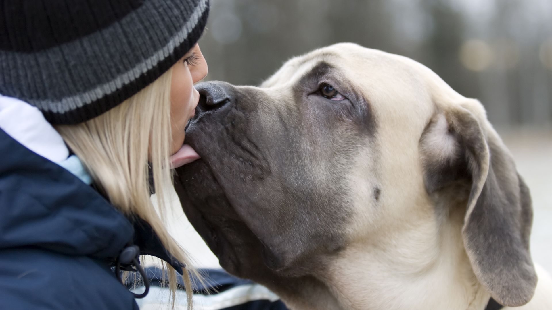 11 Giant Dog Breeds Known For Their Incredibly Gentle Nature