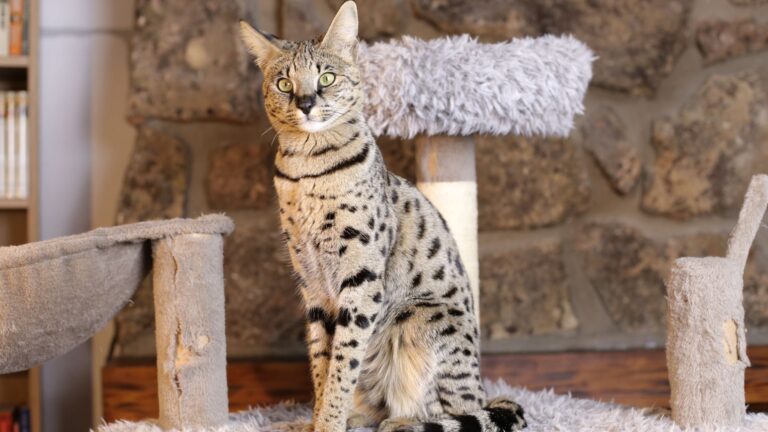 11 Jaw-Droppingly Expensive Cat Breeds You Won't Believe Exist
