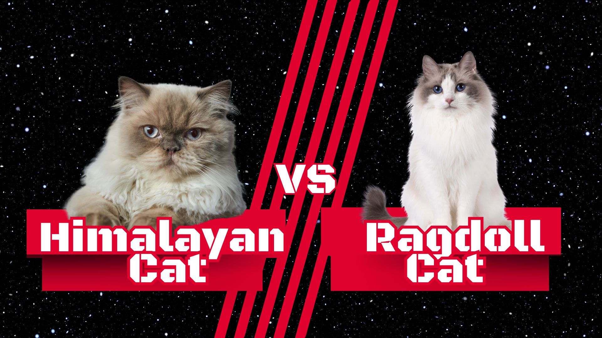 Himalayan cat vs Ragdoll cat