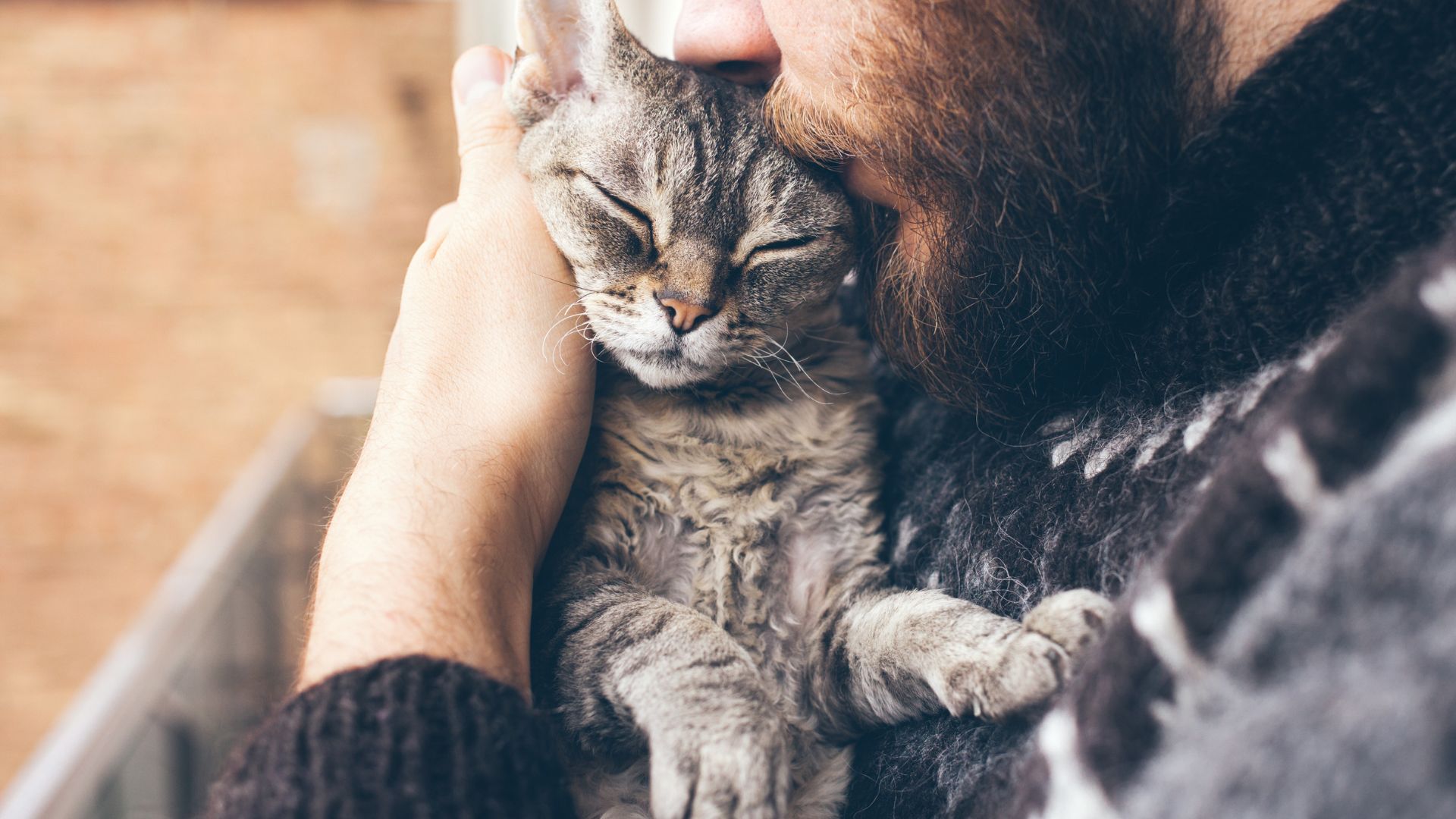 11 Most Affectionate Cat Breeds That Will Melt Your Heart With Love