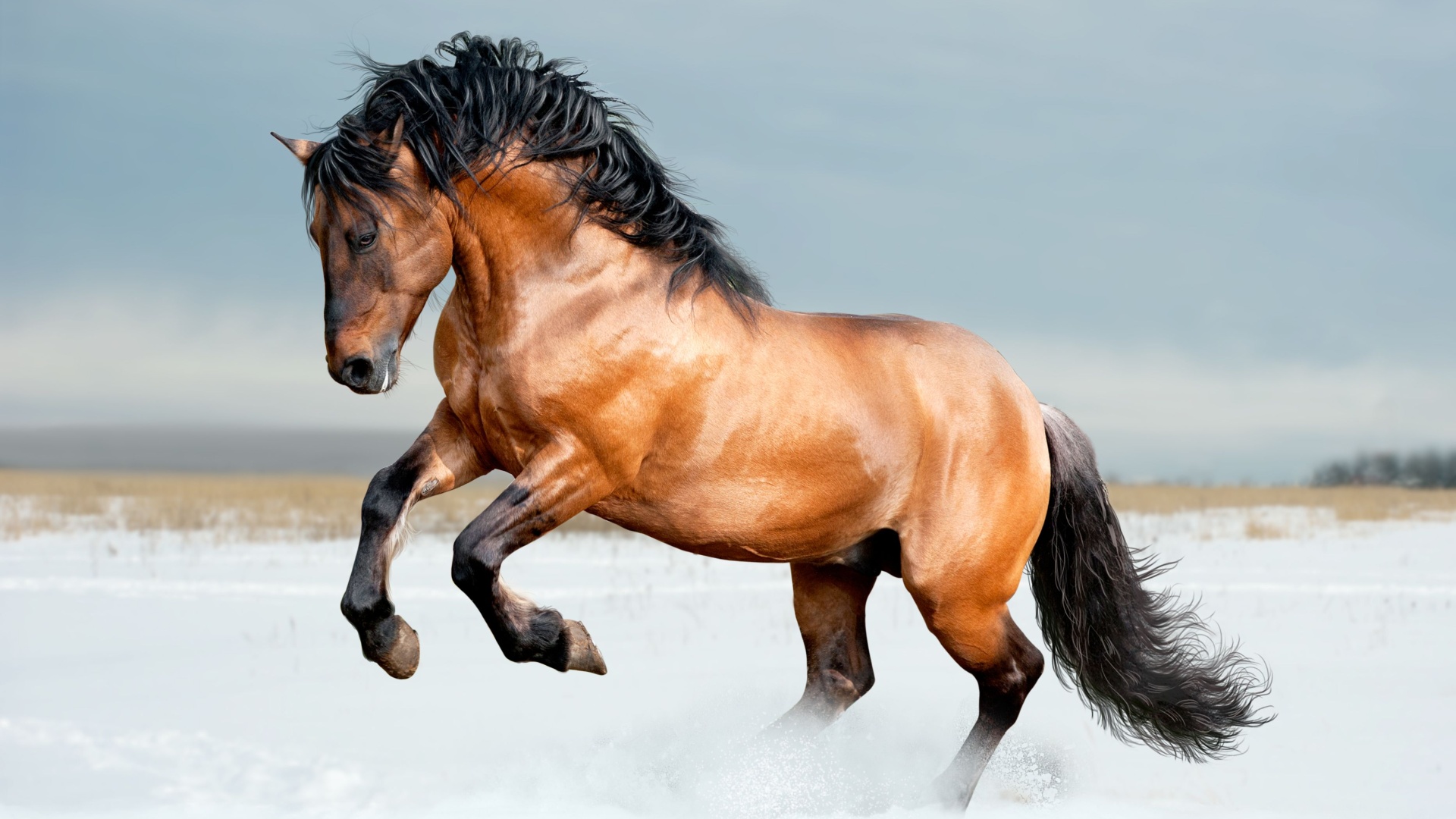 Beautiful horse