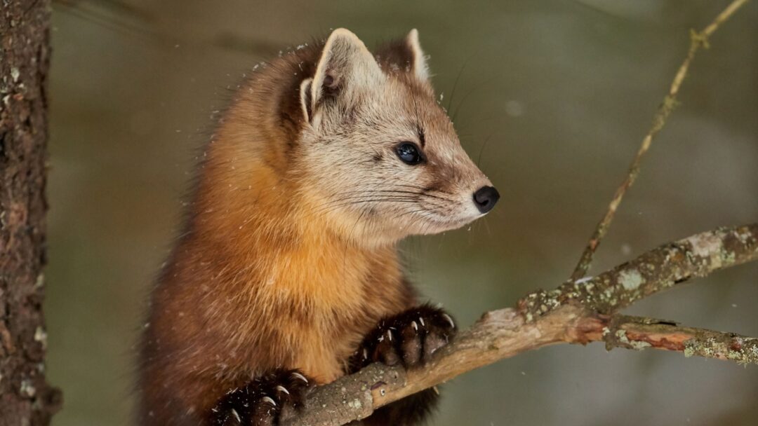 11 Most Elusive Wild Animals In North America