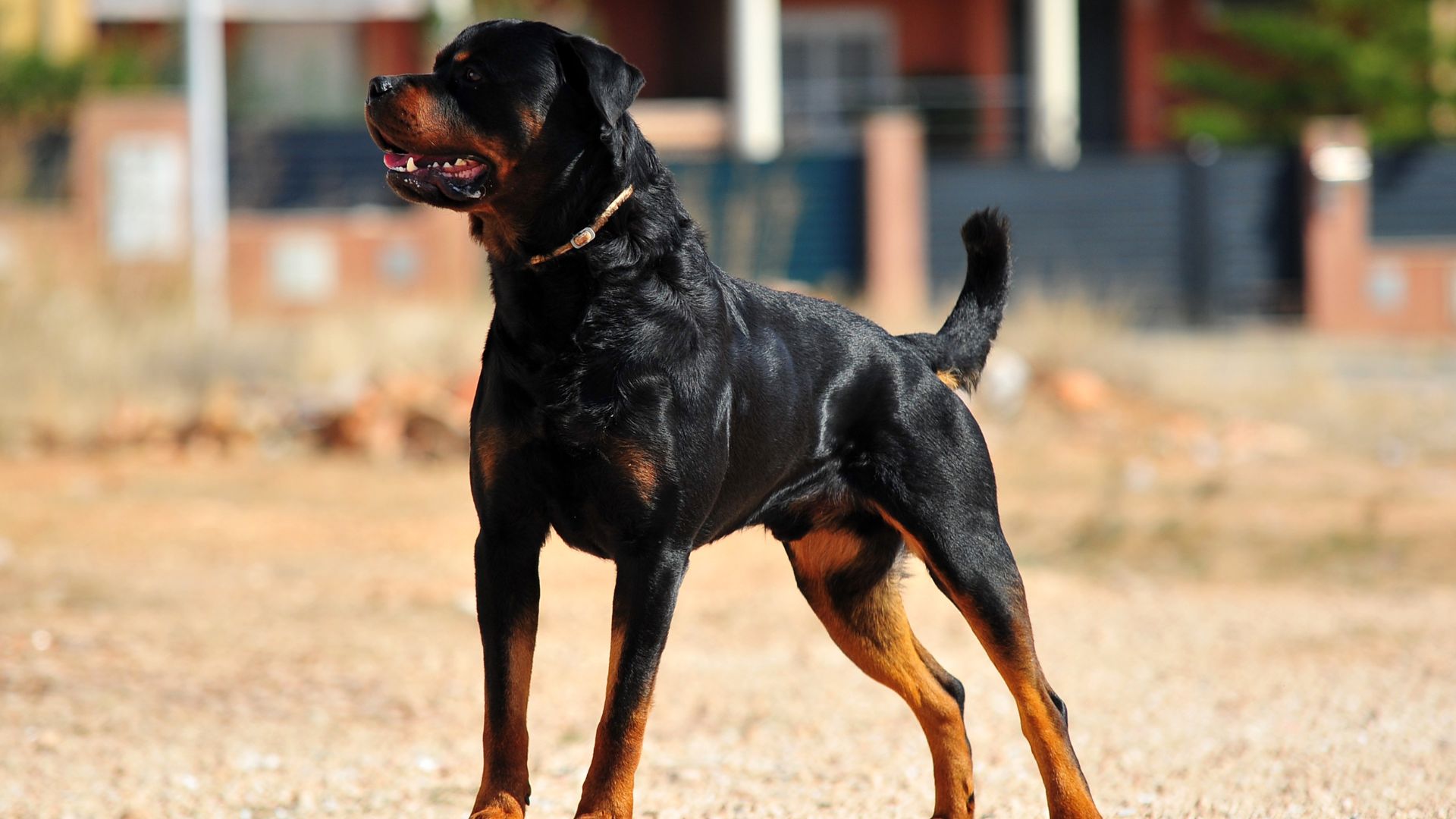 11 Muscular Dog Breeds That Win Hearts Across America