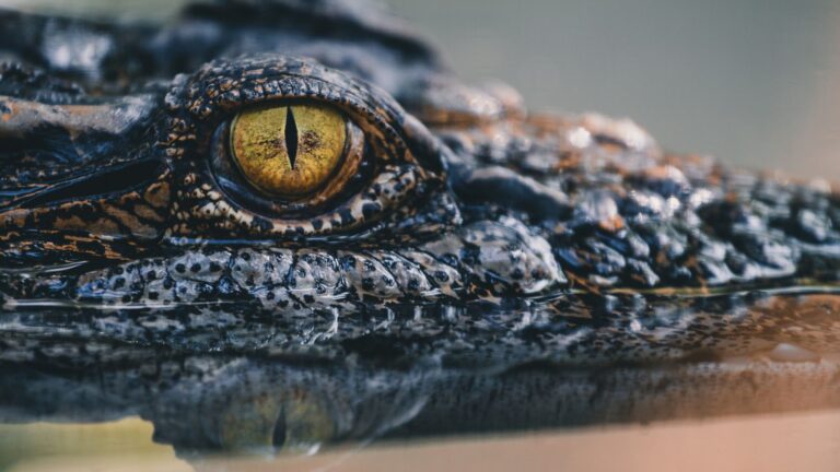 11 Of Nature’s Most Stealthy Predators Perfecting The Art Of Ambush