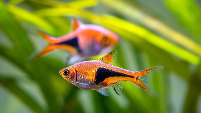 11 Perfect Fish Breeds For First-Time Aquarium Owners