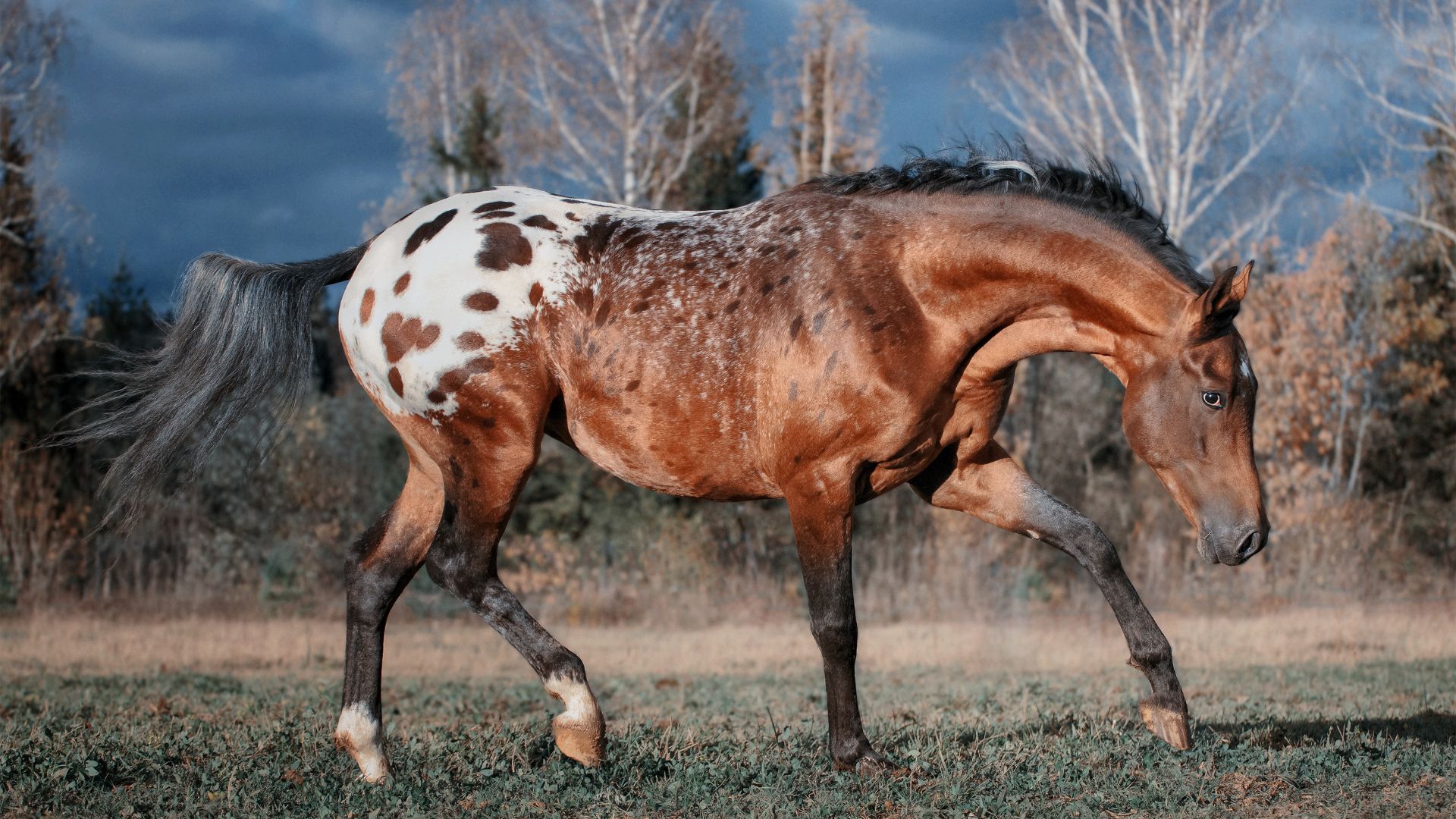 Rare and unique horse breeds