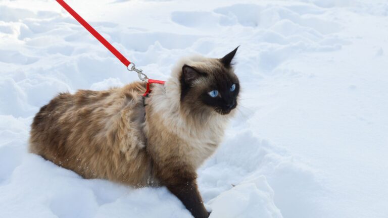 12 Adorable Cat Breeds Perfect For Snowy Adventures