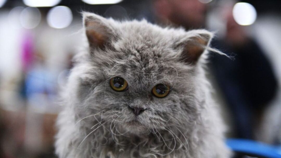 12 Curly-Hair Cat Breeds That Will Leave You Breathless