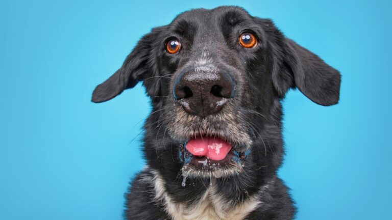 12 Drooliest Dog Breeds You’ll Ever Meet