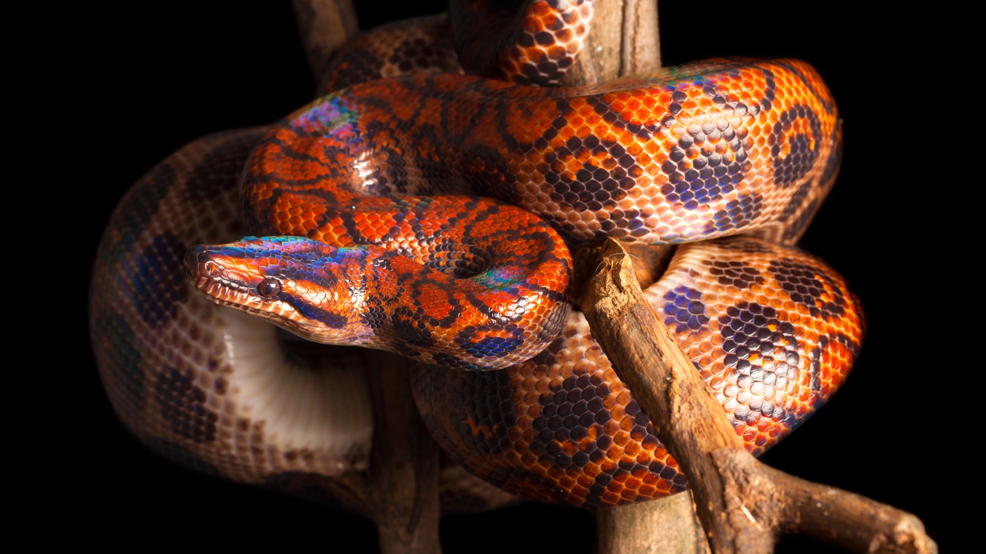 12 Friendliest Snakes On Earth