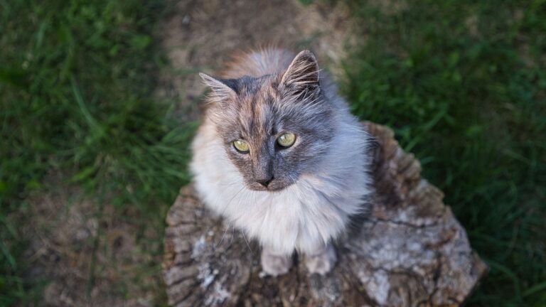 12 Gorgeous Gray Cats With Enchanting Green Eyes
