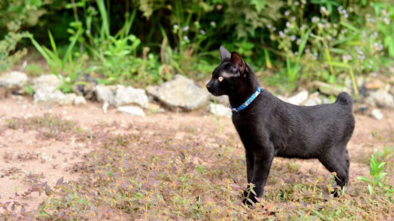 12 Irresistible Tailless Cat Breeds You’ll Fall In Love With