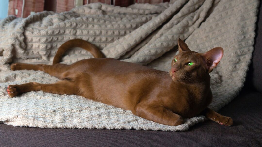 10 Easiest Cat Breeds To Care For You’ll Go Absolutely Crazy About