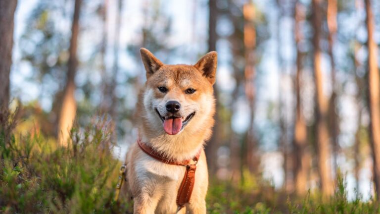 12 Most Talkative Dog Breeds That Always Have Something To Bark About
