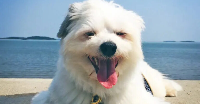 12 Must-See Lhasa Apso Crossbreed Dogs You’ll Love