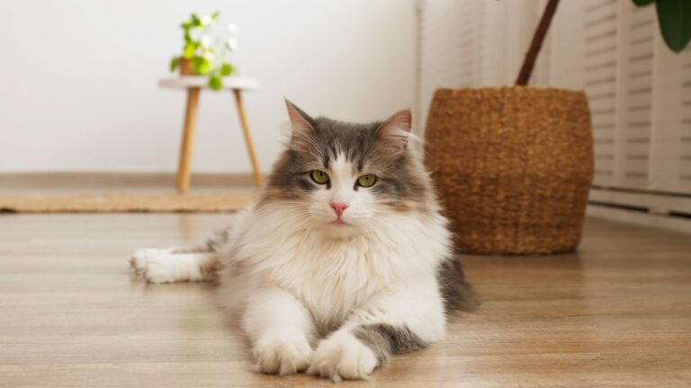 12 Self-Sufficient Cat Breeds Perfect For Independent Lifestyles