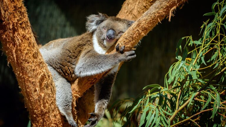 12 Sleepiest Animals In The World That Really Know How To Relax