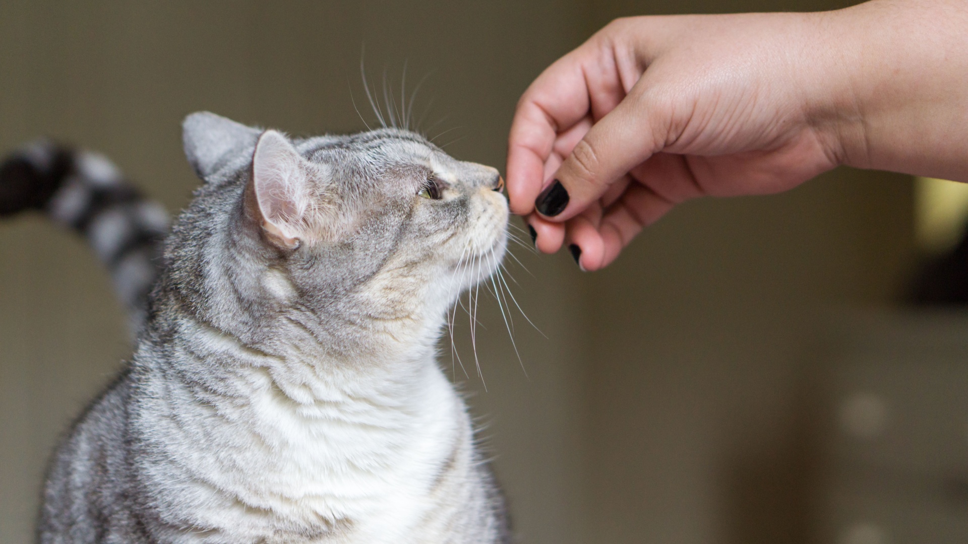 12 Smells That Cats Absolutely Hate (And 2 Scents They Adore!)