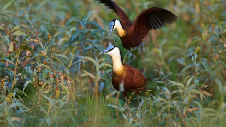 13 Animals That Stay Together For Life And Mate For Eternity