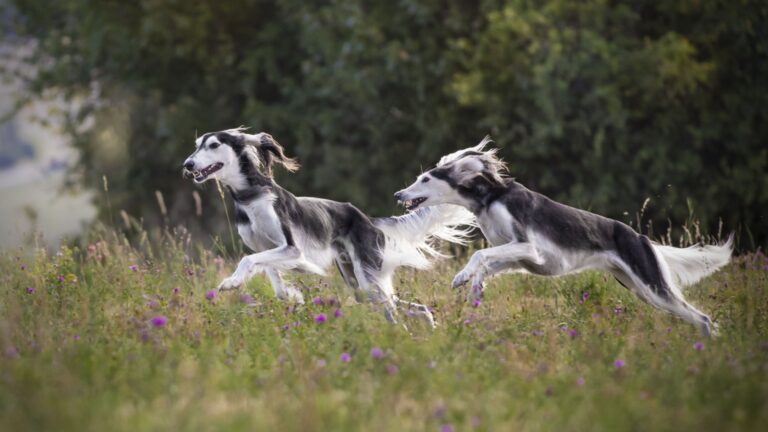 13 Dog Breeds That Are As Fast As Lightning