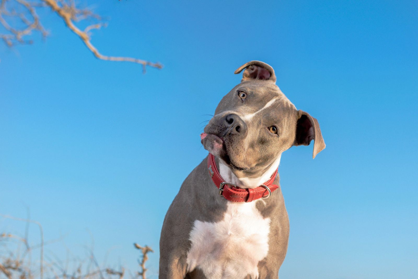 cute pitbull looking at camera