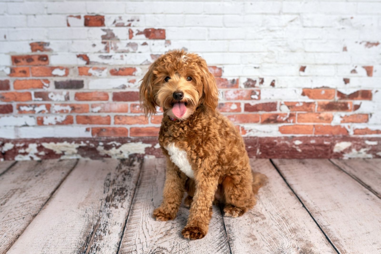 Goldendoodle sitting on wooden floor