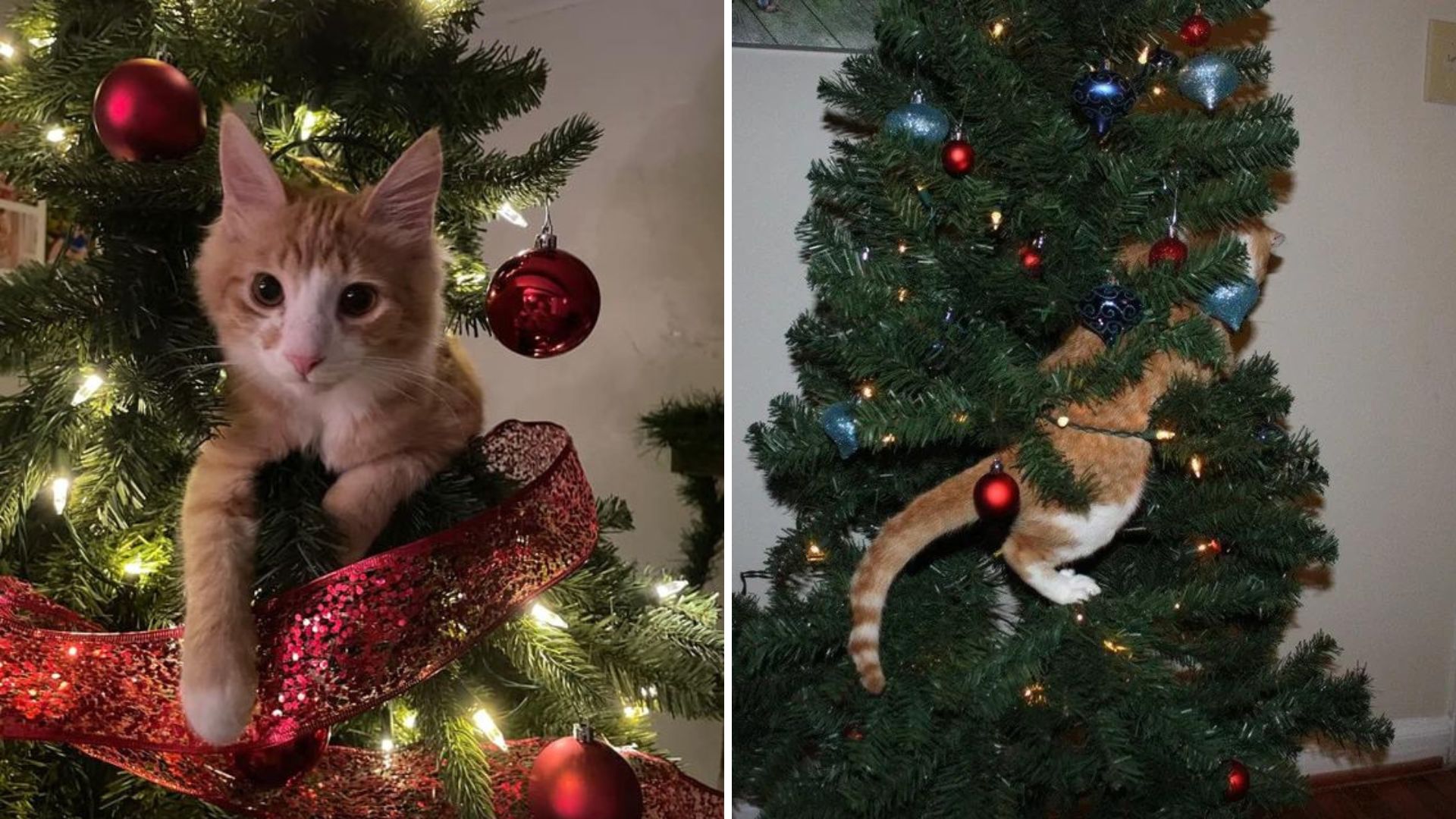 cats on a Xmas tree