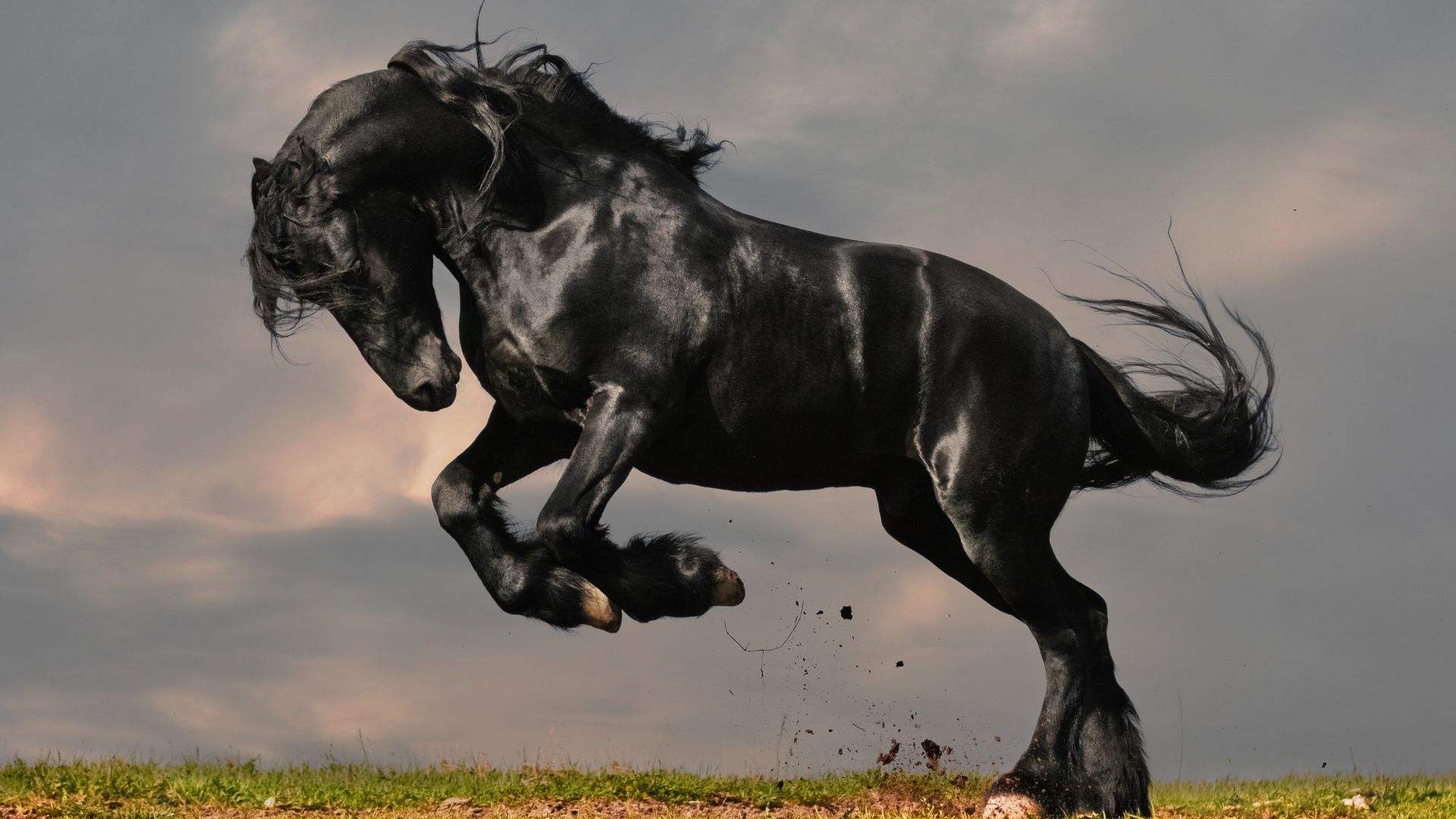 large black horse