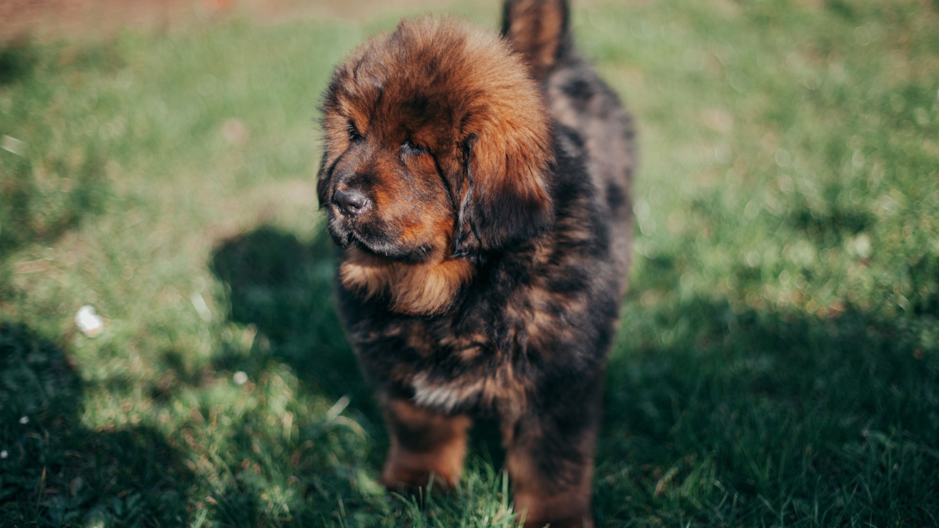 Tibetan Mastiff