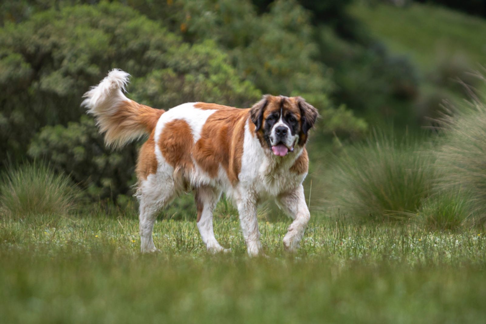 bernese dog