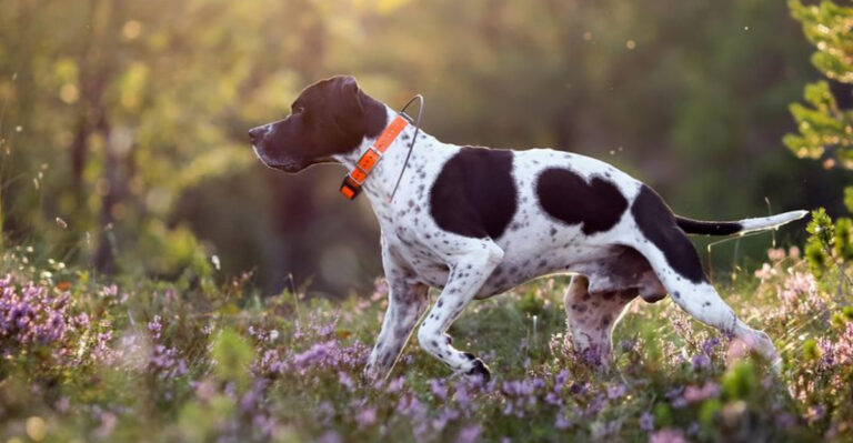 13 Ultimate Hunting Dogs You Need For Bird Hunting