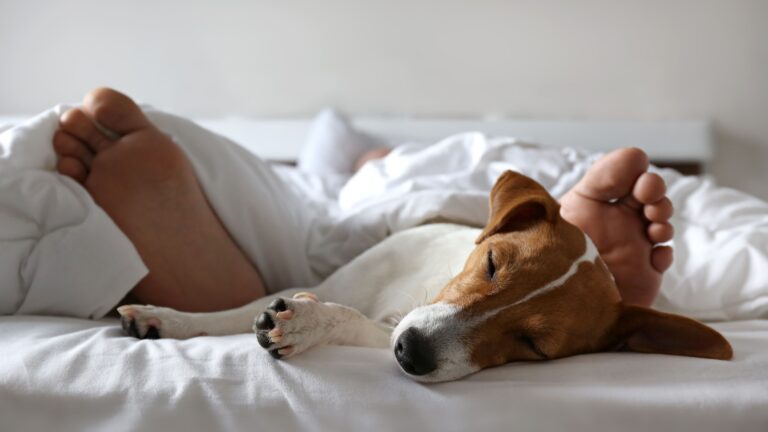 14 Curious Reasons Why Dogs Sleep With Their Bum Facing You