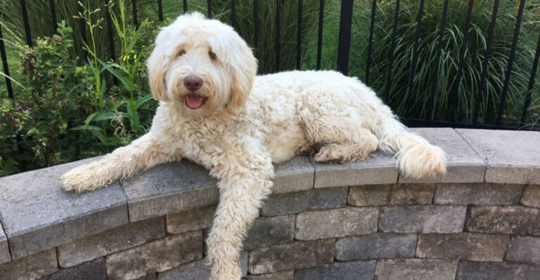 14 Gorgeous Labradoodle Colors You Might Not Have Seen Before