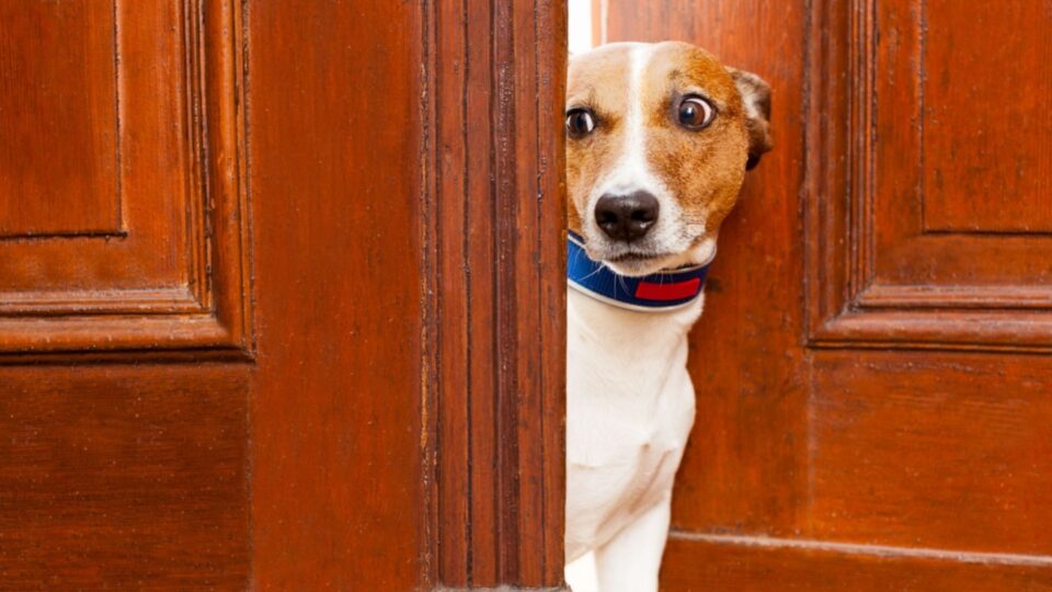 14 Ridiculous Things Dogs Are Actually Scared Of