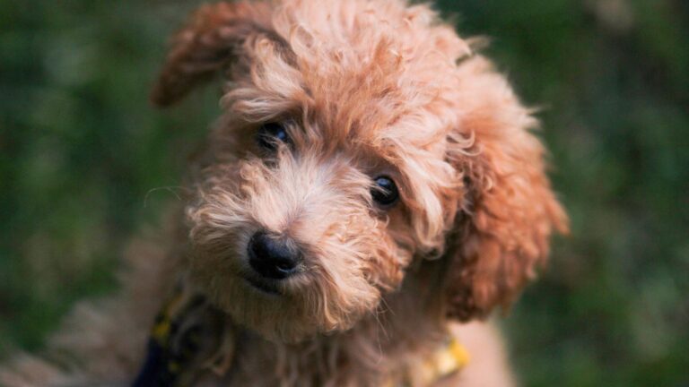 15 Adorable Hybrid Dog Breeds Everyone Is Talking About