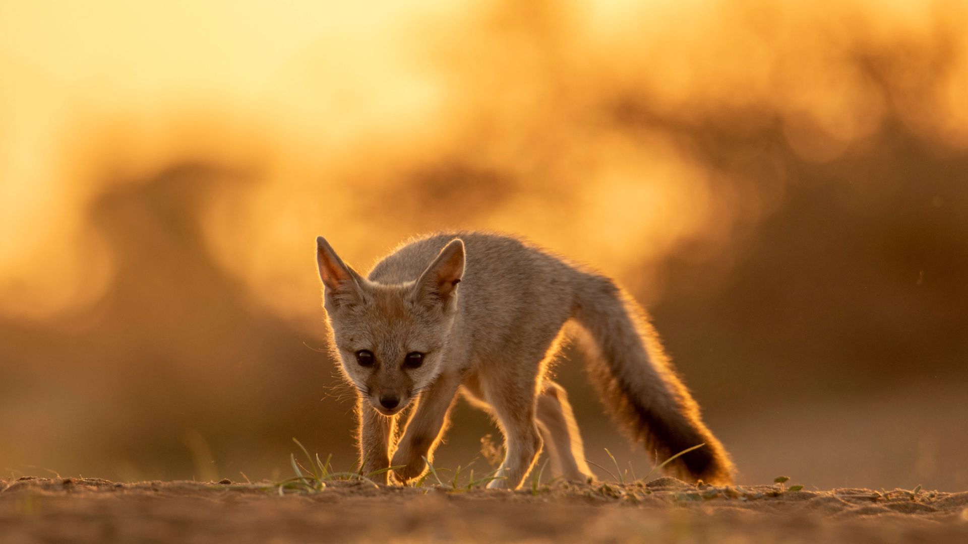 15 Amazing Animals Built To Survive The World’s Most Extreme Temperatures