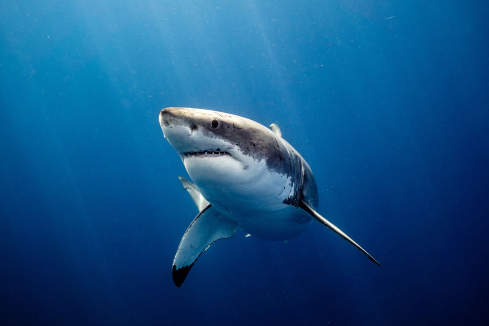 a great white shark in water