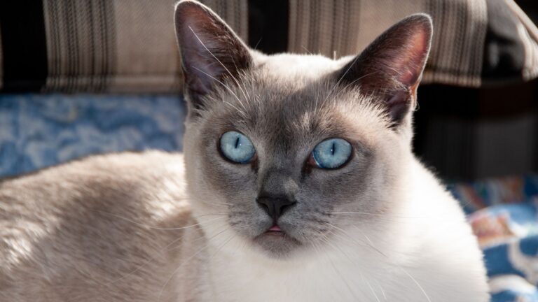 15 Big-Nosed Cat Breeds With Bold Personalities