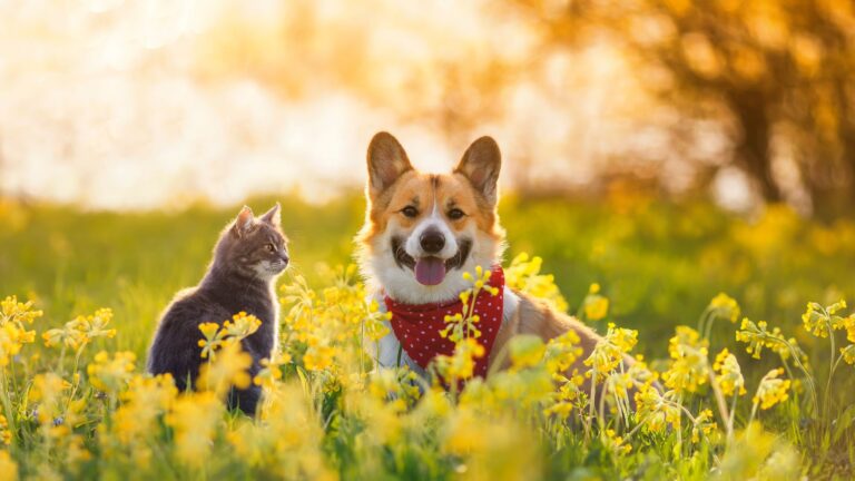 15 Compelling Reasons Why Dogs Are Better Than Cats
