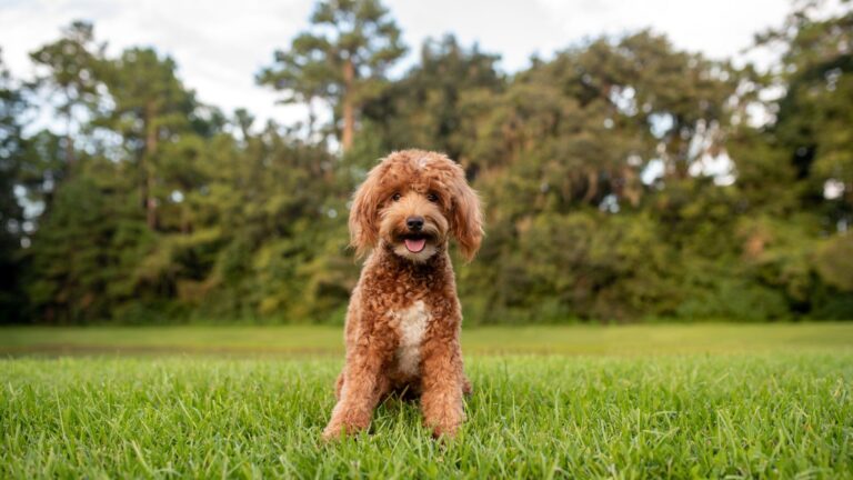15 Fascinating Facts About Goldendoodles Guaranteed To Make You Smile