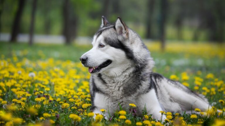 15 Least Affectionate Dog Breeds You Need To Know About If You Prefer Independent Companions