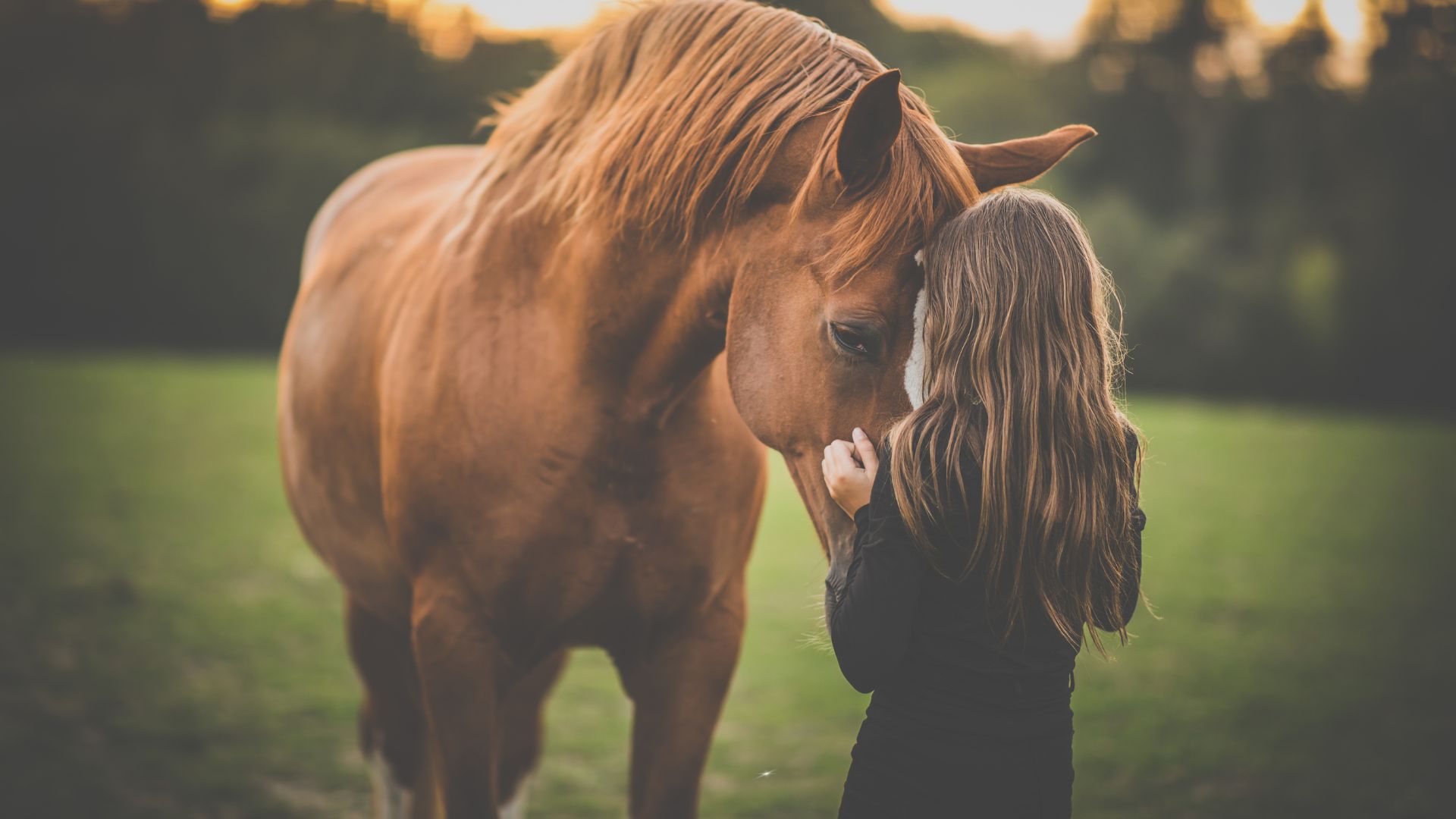 15 Most Gentle Horse Breeds That Will Steal Your Heart