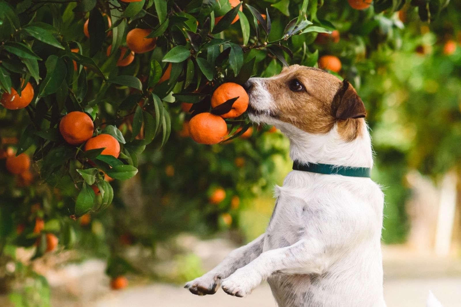 dog grabbing orange from tree