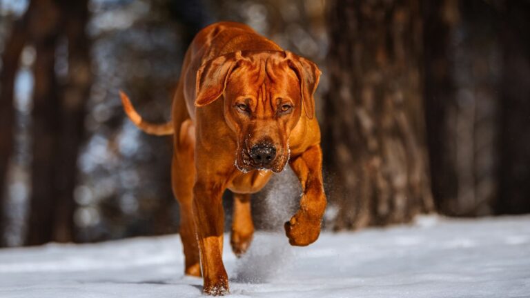 15 Remarkable Hound Dog Breeds That Are Sure To Steal Your Heart