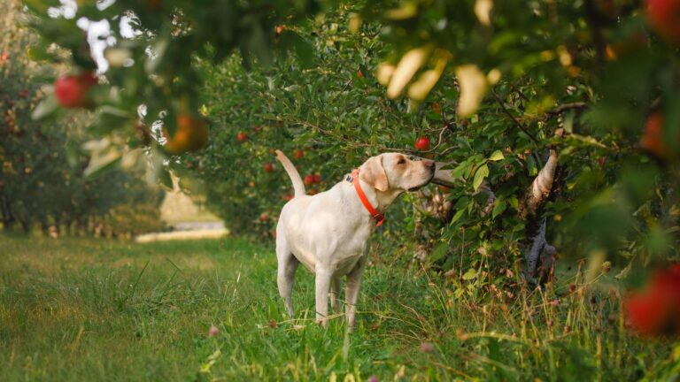 17 Common Plants That Are Toxic To Dogs You Must Avoid