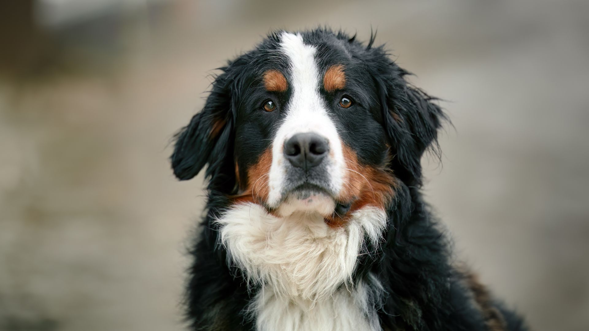 17 Quiet Dog Breeds That Rarely Bark