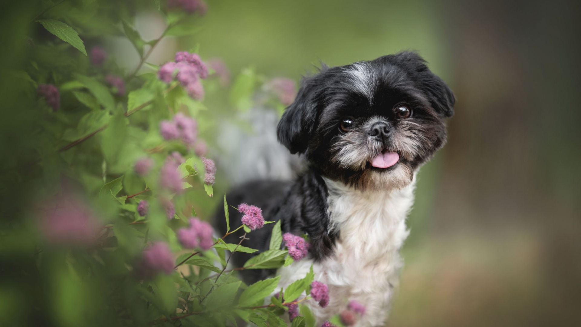 21 Adorable Small Dog Breeds That Will Steal Your Heart