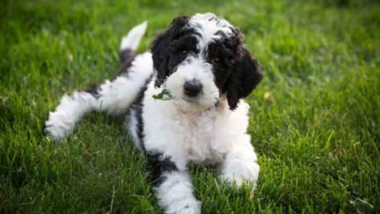 21 Facts About The Micro Sheepadoodle