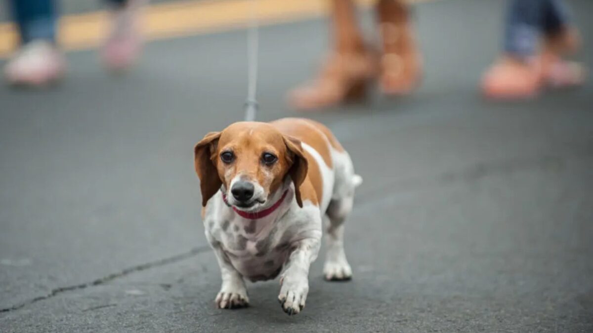 22 Most Adorable Dachshund Mix Breeds