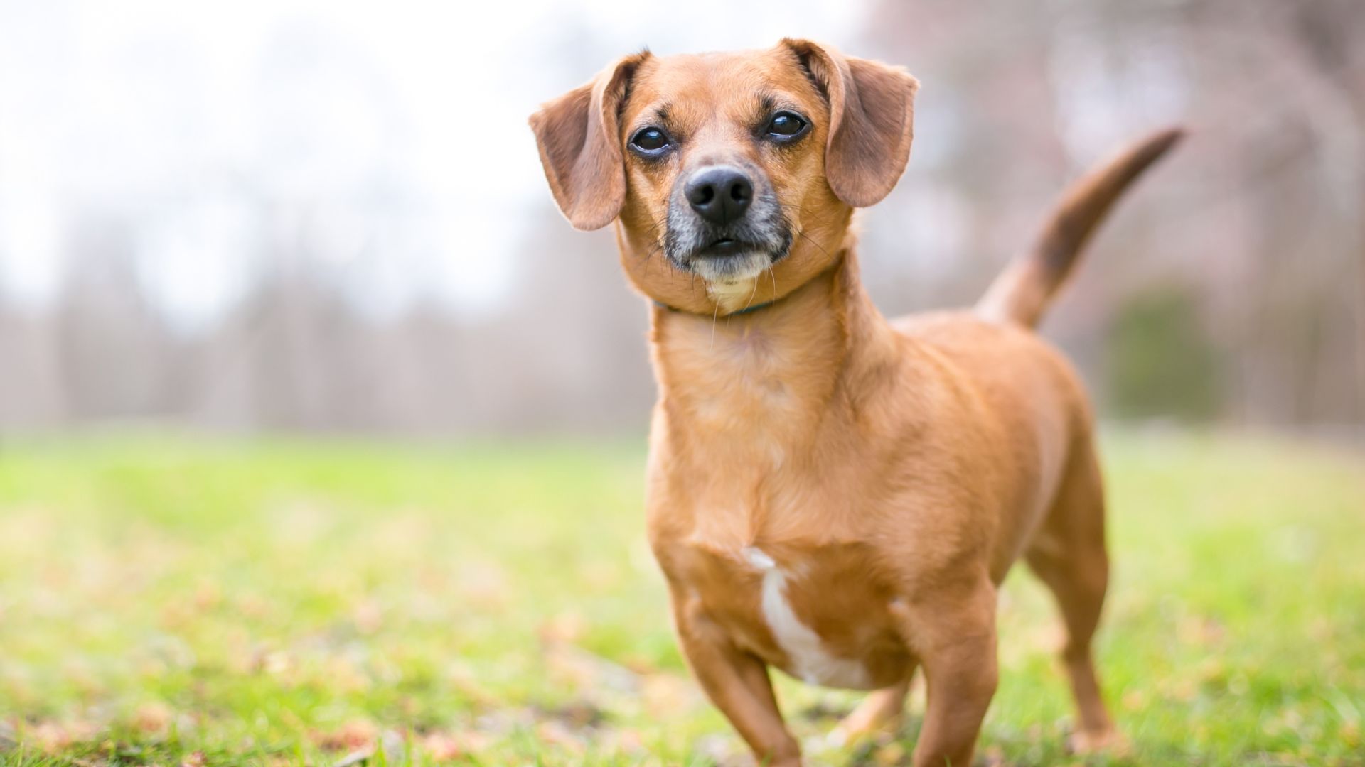 24 Irresistibly Adorable Dachshund Mix Breeds You’ll Fall In Love With